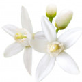 Flor Laranjeira