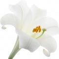 Lirio