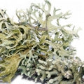 Musgo de carvalho