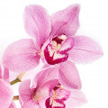 Orquidea Negra