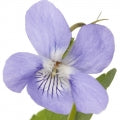Violeta Negra