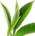 chá preto